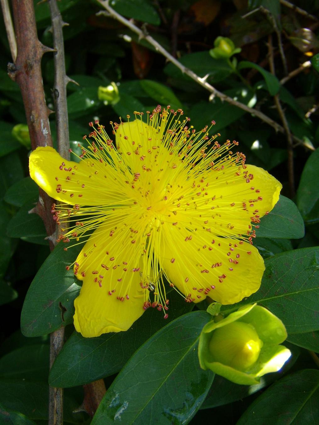 ...da determinare - Hypericum calycinum